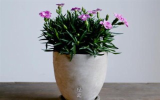 石竹如何养护管理，要及时将植株的枯黄叶和病弱枝剪掉