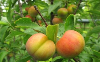 嘉庆子的简介，是指李子具有酸甜的味道