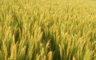 如何简单的提高作物产量，应在这四个方面着手