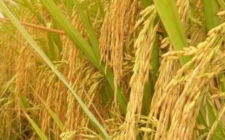郢两优鄂丰丝苗水稻种子简介,5月中旬至6月上旬播种