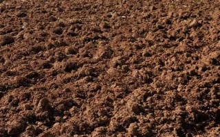 蓝羊茅的生长特性，具有喜光、耐旱等特点