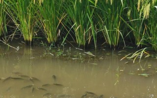 稻田养鱼技术，水位控制在8厘米左右