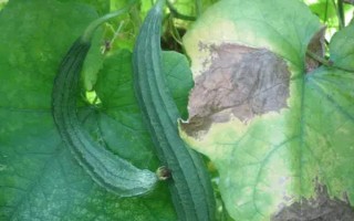 种丝瓜的方法，播种前先晒种2-3天