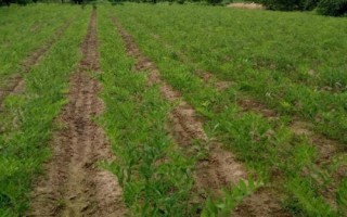 玉竹种植注意事项，春季和秋季均可种植