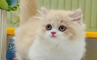 猫鼻支的症状，早期会出现打喷嚏、咳嗽、流清鼻涕