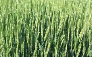 华伟303小麦种子简介，高抗叶锈病