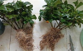 栀子花秋季怎么分株,洗净根部泥土后再从母株上剪下分蘗苗