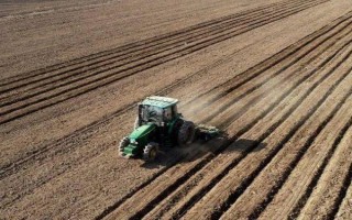 洋葱的移栽技术，在定植前4-5天铺地
