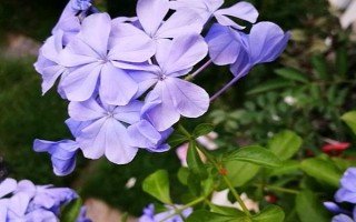 蓝雪花的形态特征，一般高约20-30厘米