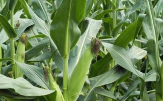 富尔898玉米种简介,拔节期追施尿素每亩15千克