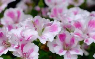 天竺葵的花语,花语与颜色、种类有关