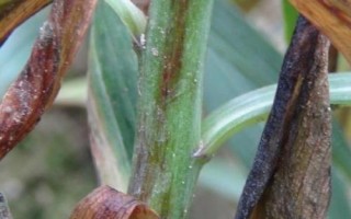百合球茎溃疡病的危害,会影响植株的生长发育