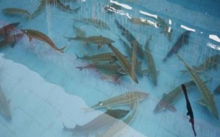 如何防治鲟鱼的病害，放养、运输、分池时勿使鱼体受挤压或受伤
