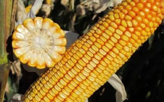 登海605玉米种子特点,高抗茎腐病