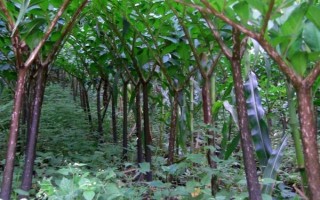 魔芋简介，属于一种类似芋头的食物