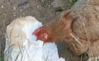 鸡能吃泡沫吗，鸡不可以吃泡沫