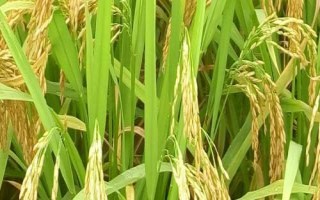 E两优1453水稻品种的特性,全生育期134.0天
