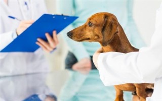 如何给狗狗调理肠胃，需根据年龄、体重来选择狗粮