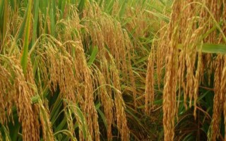 水稻的产量，低产田和高产田分别为600-700斤、1000-1200斤左右