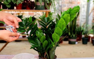 用什么东西擦拭金钱树的叶片，清水、啤酒是适宜的选择