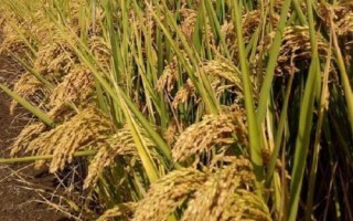 新科稻58水稻种子简介,每亩有效穗数22.1万穗