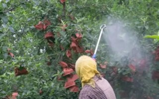 果树如何使用多效唑，分为土施法、叶喷法、涂干法等