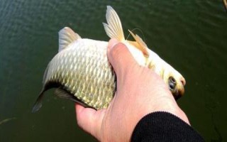 钓鲫鱼用几号伊势尼鱼钩，1-4号钩均可选择