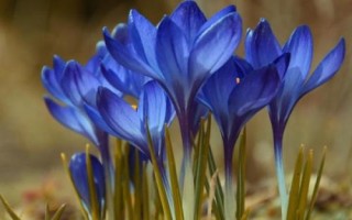 藏红花介绍,属于鸢尾科植物