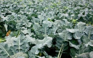 秋季种植西兰花的时间及方法,7月份育苗可在8月份定植