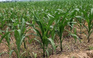 富民108玉米种简介，4月下旬至5月上旬播种