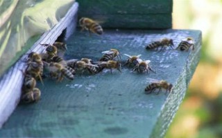 失王的中蜂群怎样处理，可介入新王并急造王台