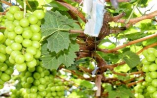 7月份葡萄怎么管理，要及时施肥并加强水分管理