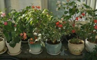 花盆养花怎么看是否烂根了，花生长慢就要注意了