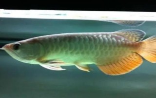 高背红尾金龙鱼好不好养，有一定的饲养难度