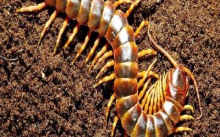 蜈蚣介绍,属于性情凶猛的节肢动物