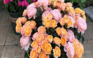 月季花有什么品种，果汁阳台、红双喜、龙沙宝石等品种较常见