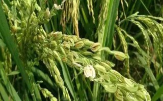 水稻炸壳的原因，可能是发育不良、缺少营养、药物使用不当等因素造成