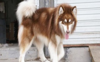 为什么阿拉斯加会哭，可能是它的泪腺有问题