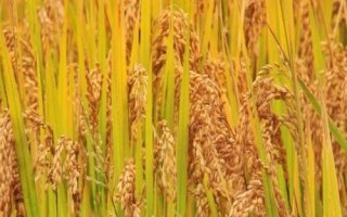 俱两优6955水稻种子特征特性,5月中下旬播种
