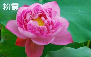 盛开的荷花与什么相似，看起来就像一个彩灯