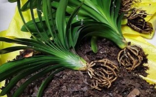 君子兰流出黑色液体如何解决，清理伤口经过消毒后再换土重栽