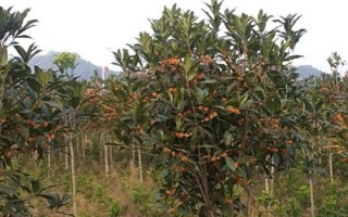 移栽大桂花树的注意事项,应选择在初春或秋天