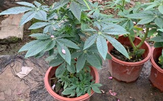 怎么种醉蝶花，种之前需浸种6小时左右