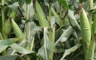 天益青9号玉米品种简介,中抗茎腐病(发病率30%)