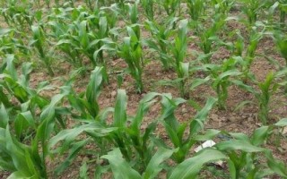 富裕三交2号玉米种子简介，中抗小斑病和丝黑穗病