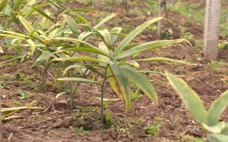 黄精的田间管理办法，前中期要做好翻耕的工作