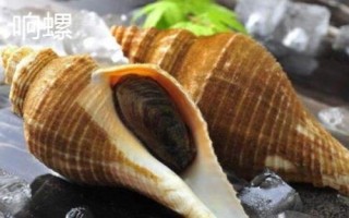 食用螺品种,田螺在各地湖泊中随处可见
