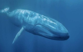 鲸鱼在爱情里象征着什么，象征着勇往直前