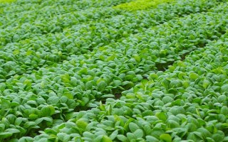 越夏菠菜死棵的原因与防治方法,可能是立枯病或枯萎病等导致的
