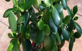 玉树有没有毒,汁液中含有毒素